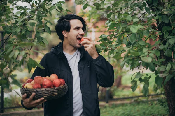 Een Mannelijke Boer Verzamelt Eet Appels Tuin Jongeman Met Een — Stockfoto