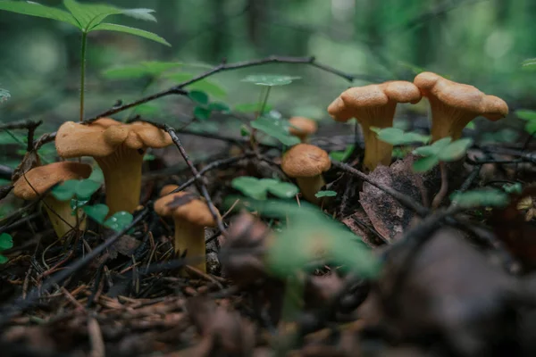 Sienestys Sesongin Aikana Syötävät Metsäsienet Kanttarellit Kasvavat Ruohossa Lähikuva — kuvapankkivalokuva