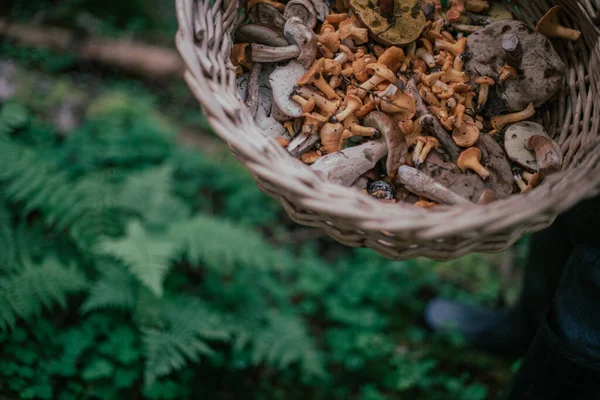 Säsongsplockning Ätlig Svamp Skogen Manliga Händer Håller Korg Svampplockare Samlar — Stockfoto