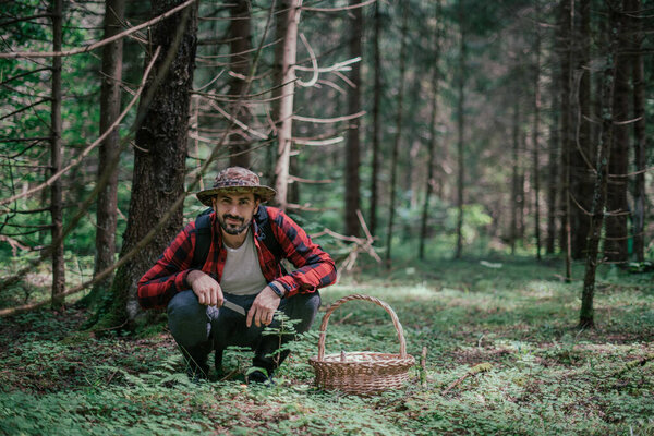 A young male mushroom picker with a large basket looks for, collects mushrooms in the forest. Mushroom picking in season.