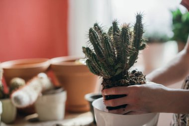 Genç kadın nakil kaktüsü evde. Bir ele yakın çekim. Evinde ev bitkileri olan güzel bir kız. Bahar saksısı çiçek bakımı