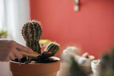 Genç kadın nakil kaktüsü evde. Bir ele yakın çekim. Evinde ev bitkileri olan güzel bir kız. Bahar saksısı çiçek bakımı