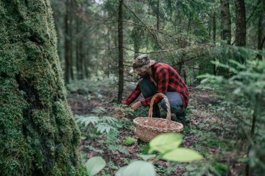 Geniş sepeti olan genç bir erkek mantar toplayıcısı ormanda mantar topluyor. Mantar toplama mevsimi.