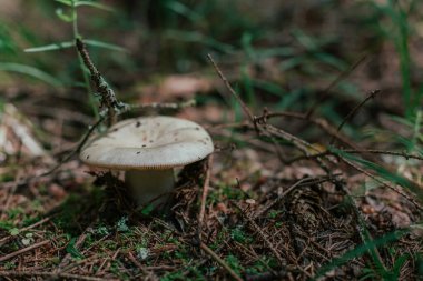 Mantar toplama mevsimi. Yenilebilir orman mantarları, russula çimenlerde yetişir. Yakın plan.