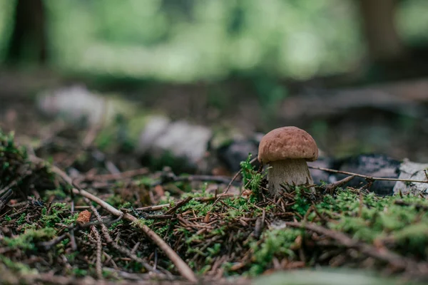 Pilze Sammeln Der Saison Essbare Waldpilze Steinpilze Wachsen Gras Nahaufnahme — Stockfoto