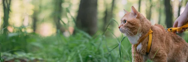 Röd Katt Går Med Ägaren Sele Porträtt Vuxen Katt Parken — Stockfoto