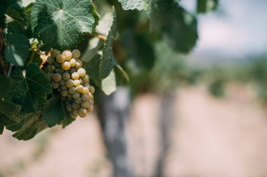 Üzüm hasadı. Yakın plan. Yazın sonlarında ya da sonbaharda üzüm bağlarında üzüm demetleri