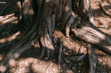 Güneşli bir günde büyük yaşlı bir ağacın kabuğunun dokusu. Yakın plan. Makro