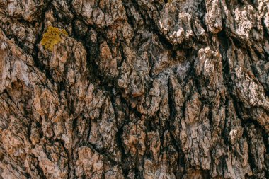 Güneşli bir günde büyük yaşlı bir ağacın kabuğunun dokusu. Yakın plan. Makro