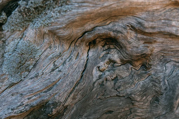 Textura Corteza Gran Árbol Viejo Día Soleado Primer Plano Macro —  Fotos de Stock