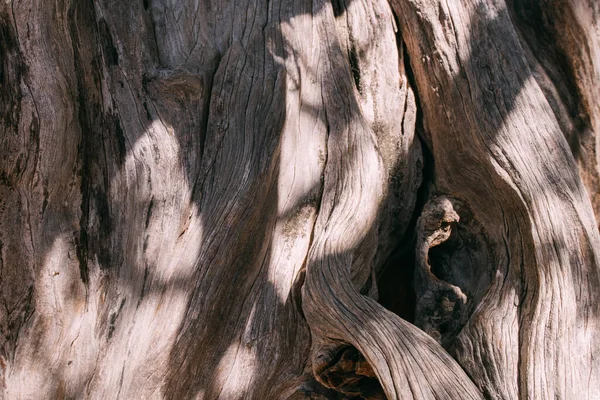 Texture Bark Large Old Tree Sunny Day Close Macro — Stock Photo, Image