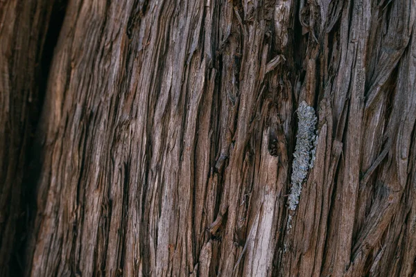 Textura Corteza Gran Árbol Viejo Día Soleado Primer Plano Macro —  Fotos de Stock