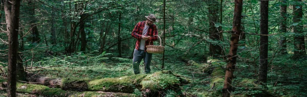 Young Male Mushroom Picker Large Basket Looks Collects Mushrooms Forest — Stock Photo, Image