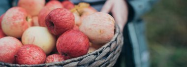 Elinde olgun kırmızı elmalar olan sepet. Yakın plan.