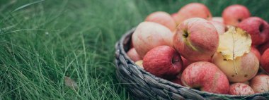 Bir sepet kırmızı elma çimlerin üzerinde duruyor.