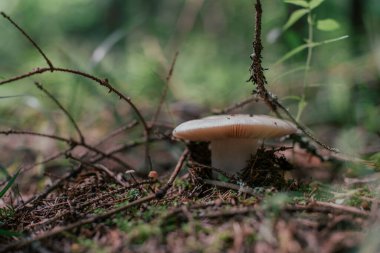 Mantar toplama mevsimi. Yenilebilir orman mantarları, russula çimenlerde yetişir. Yakın plan.