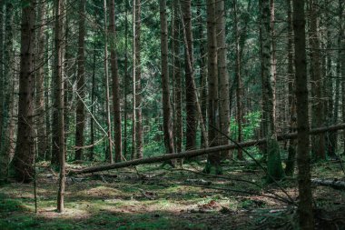 Orman manzarası, güneşli bir günde çam ormanı. Ağaç gövdeleri ve dalları, güneş ışınlarındaki yosunlu toprak