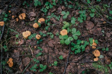 Mantar toplama mevsimi. Yenilebilir orman mantarları, çimenlerin üzerinde Chanterelles yetişir. Yakın plan.
