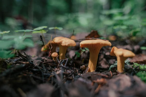 Zbieranie Grzybów Sezonie Jadalne Grzyby Leśne Kanterele Rosną Trawie Zbliżenie — Zdjęcie stockowe