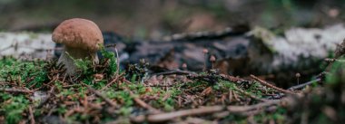 Mantar toplama mevsimi. Yenilebilir orman mantarları, çimenlerde porcini mantarları yetişiyor. Yakın plan.