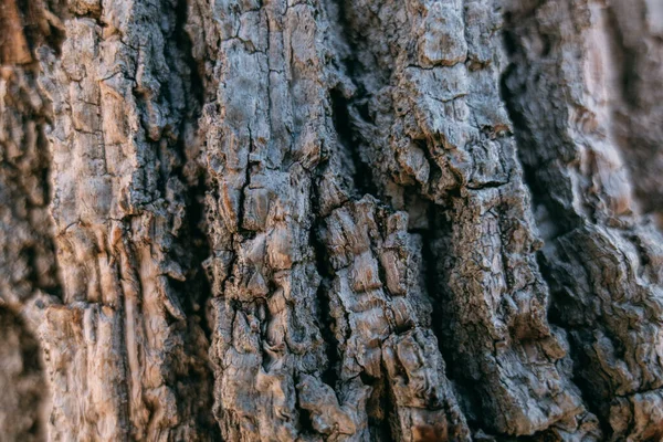 Textura Corteza Gran Árbol Viejo Día Soleado Primer Plano Macro —  Fotos de Stock