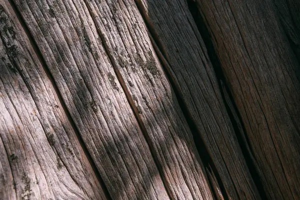 Textura Corteza Gran Árbol Viejo Día Soleado Primer Plano Macro —  Fotos de Stock