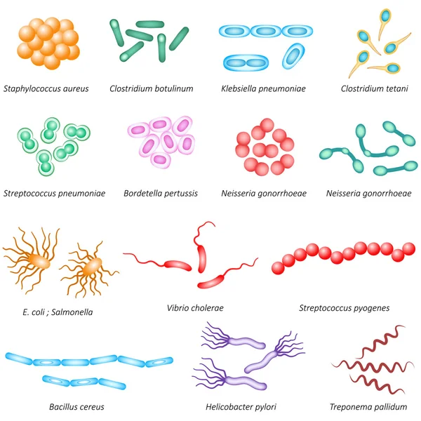 一般的な細菌の種類 — ストックベクタ