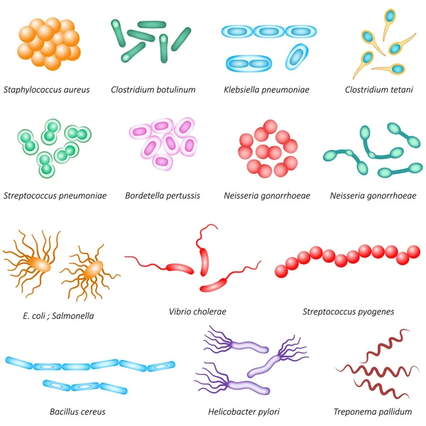 Tipos de bacterias comunes — Vector de stock