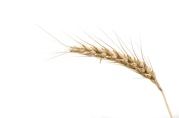 Ripened wheat ear on white — Stock Photo, Image