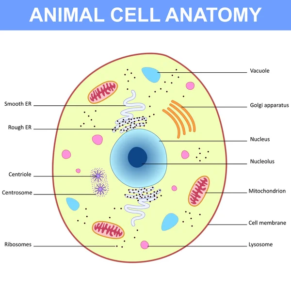 Structuur van een dierlijke cel — Stockvector