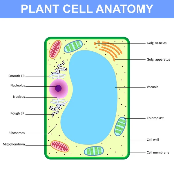 A növényi sejt szerkezete — Stock Vector