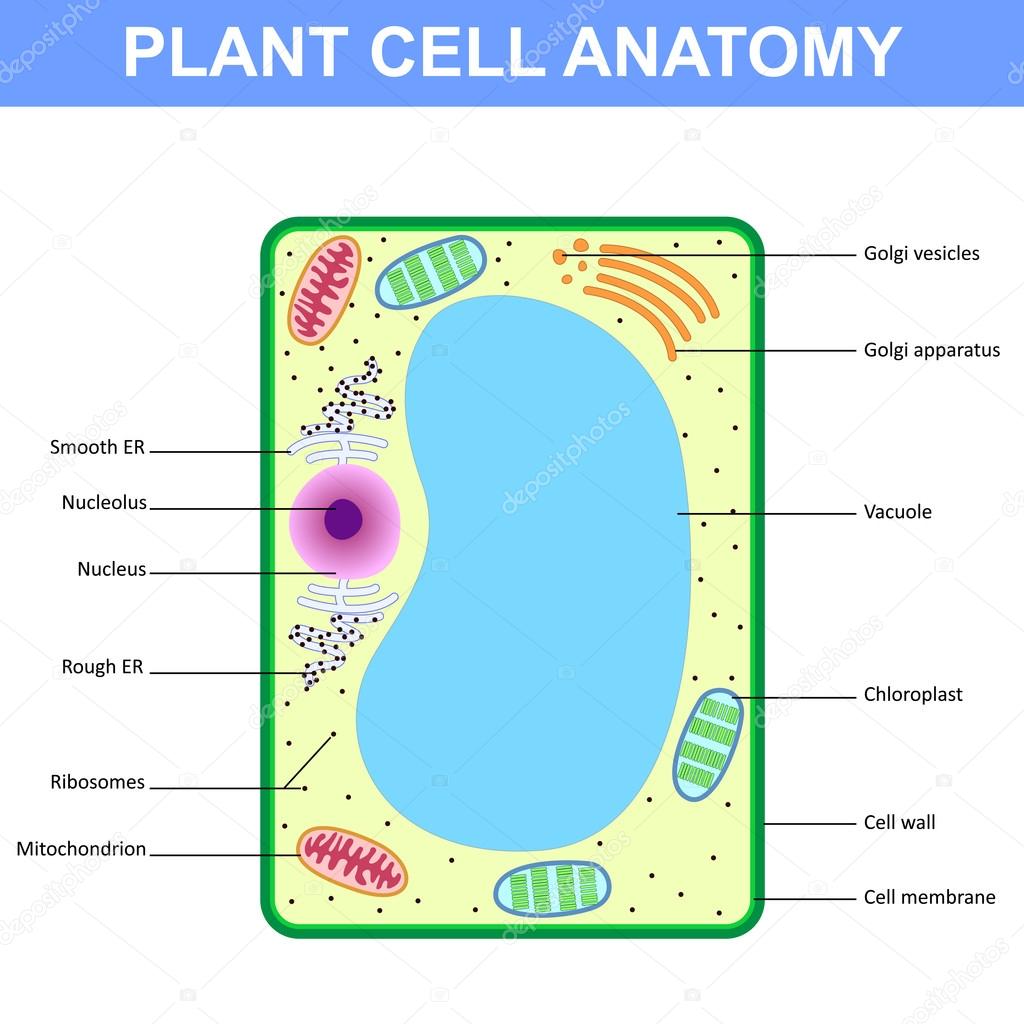Structure of a plant cell