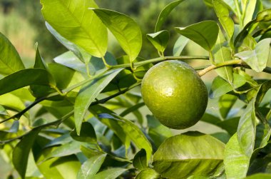 bitki üzerinde ham portakal