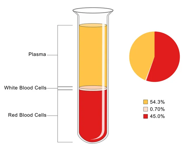 Blood Composition — Stock Vector