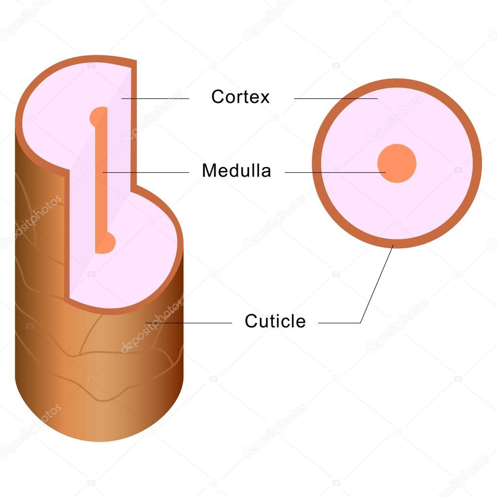 Structure of Hair