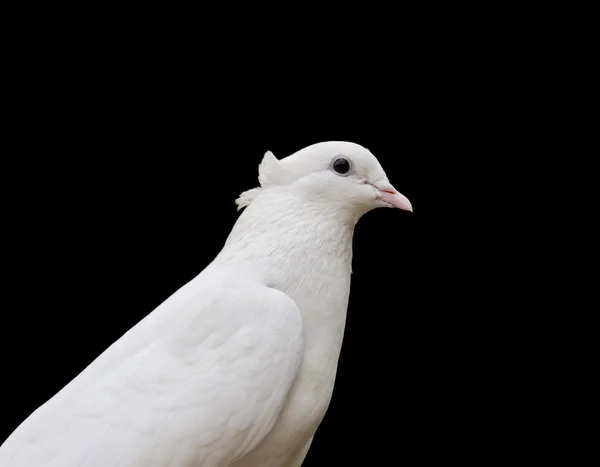 Close-up de pombo branco — Fotografia de Stock