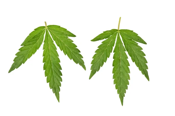 Folhas de cannabis — Fotografia de Stock