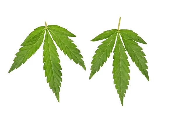 Marijuana leaves — Stock Photo, Image