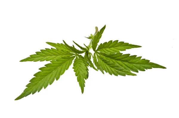 Marijuana stam med blad — Stockfoto