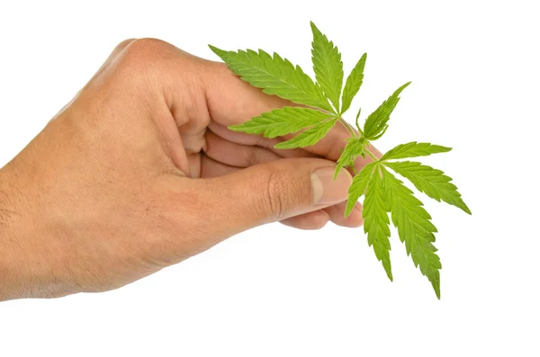 Holding marijuana stem — Stock Photo, Image