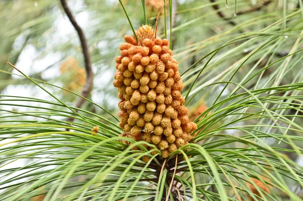 Pinus roxburghii duży mężczyzna stożek — Zdjęcie stockowe