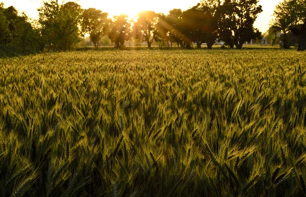 Wheat Field in the evening — Stock Photo, Image
