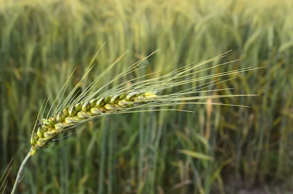 Spikelet verde grano — Foto Stock