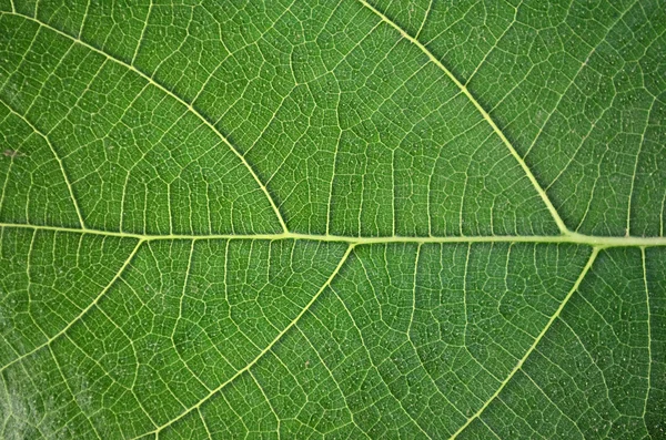 Leaf Texture — Stock Photo, Image