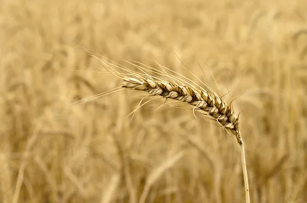 Ripened Wheat Spikelet — Stock Photo, Image