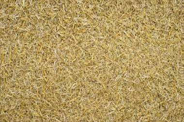 Ezilmiş buğday samanı