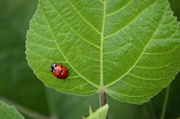 Lady Bug. — Foto de Stock