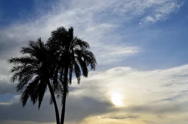 Date Palm in the sunset