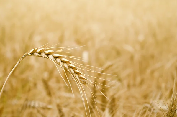 Golden Wheat Spikelet — Stock Photo, Image