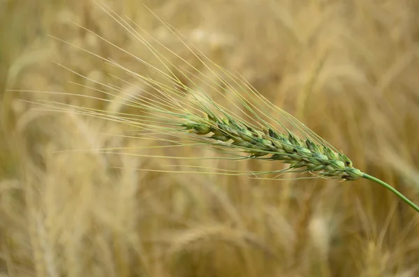 Green Wheat Spikelets — Stock Photo, Image